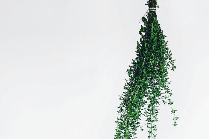 Supporting Everyday Immunity With Vegan Vitamin D3 and Oil of Oregano